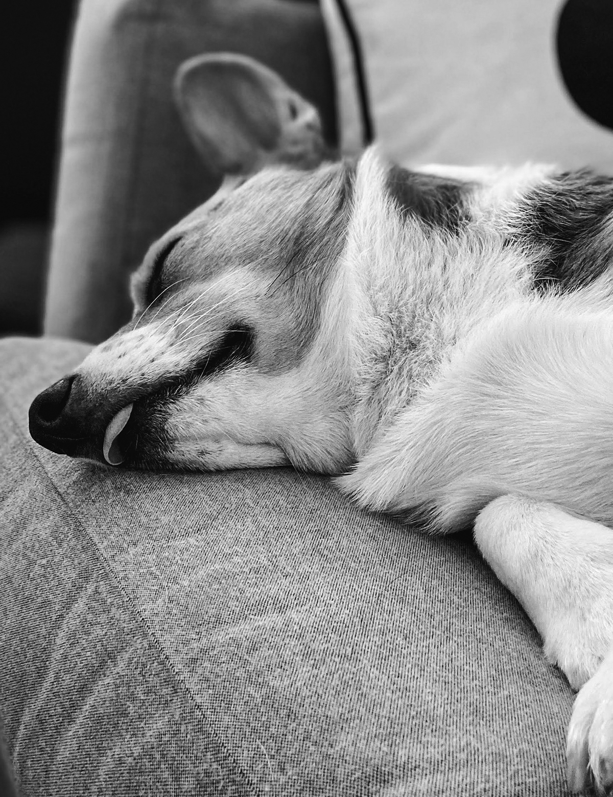 Schlafender Corgi gesund und fit nach der Hundemassage